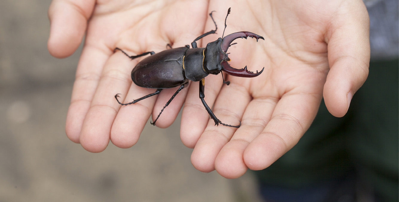 The male Stag Beetle is a fighting machinehis huge jaws are for wrestling a - photo 4