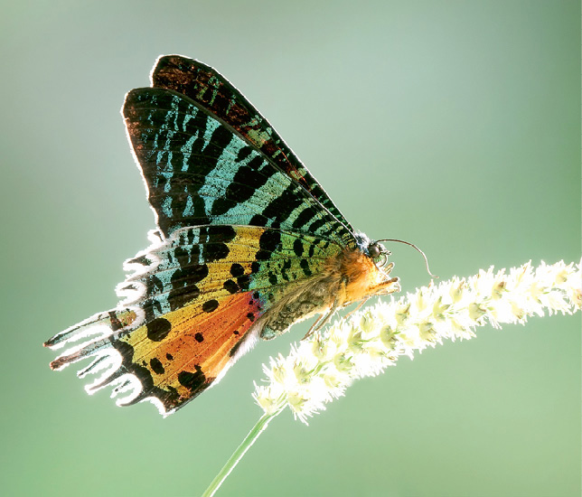 The Madagascan Sunset Moth is noted for its long migrations as well as its - photo 5