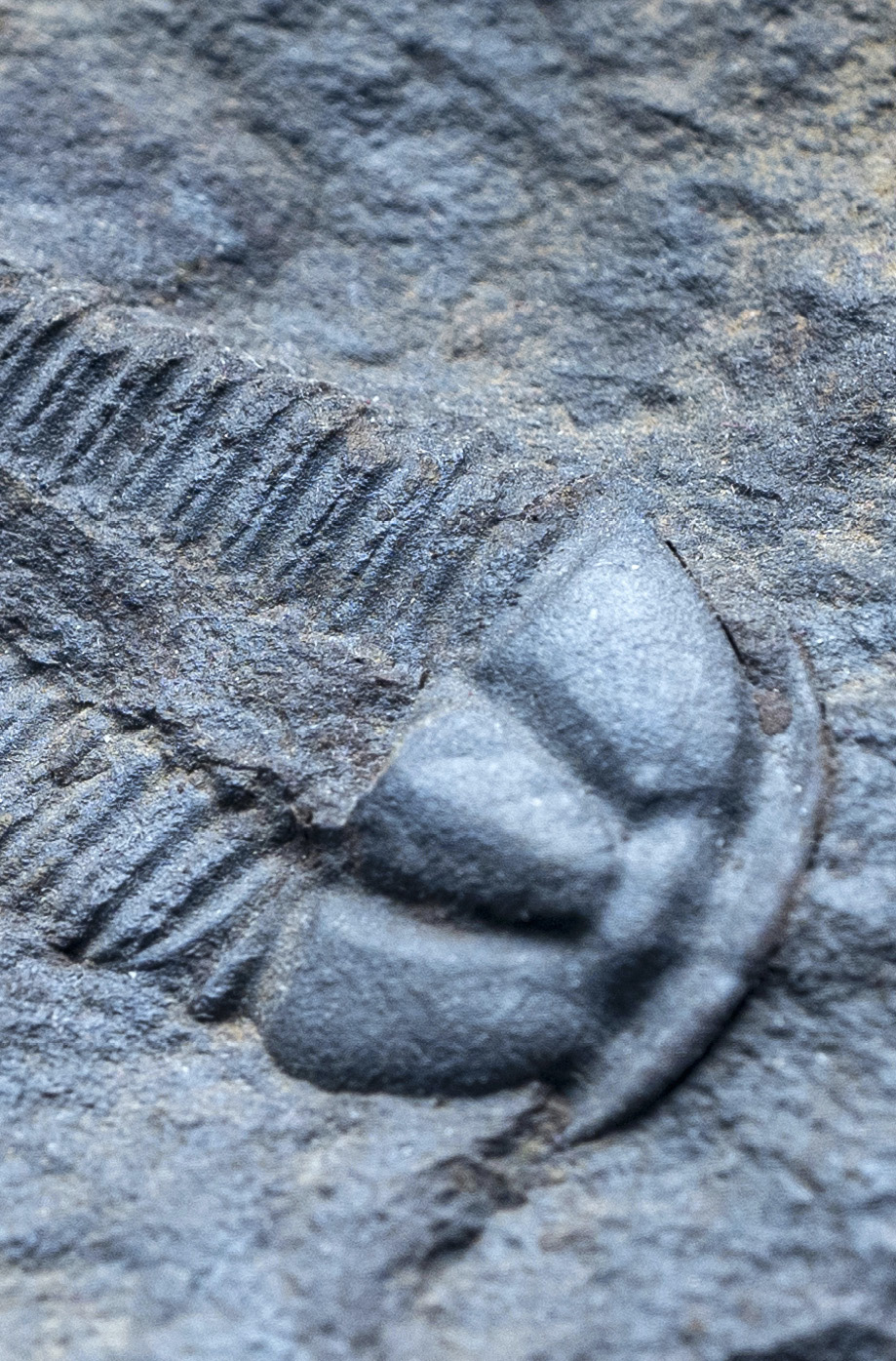 Trilobites were ancient arthropods and cousins to the insectstheir segmented - photo 6