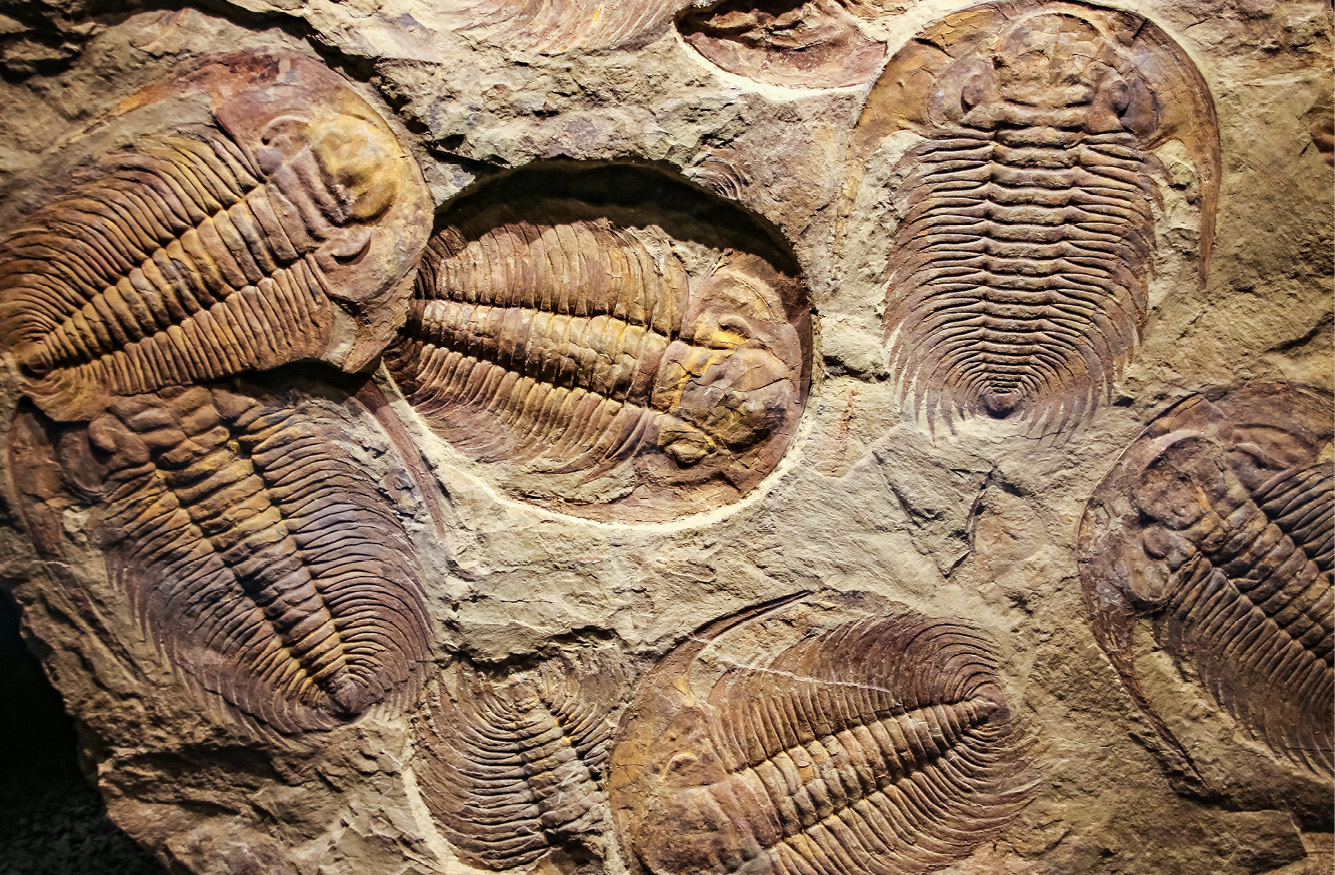 Fossil trilobites These early arthropods first appeared on Earth some 521 - photo 7