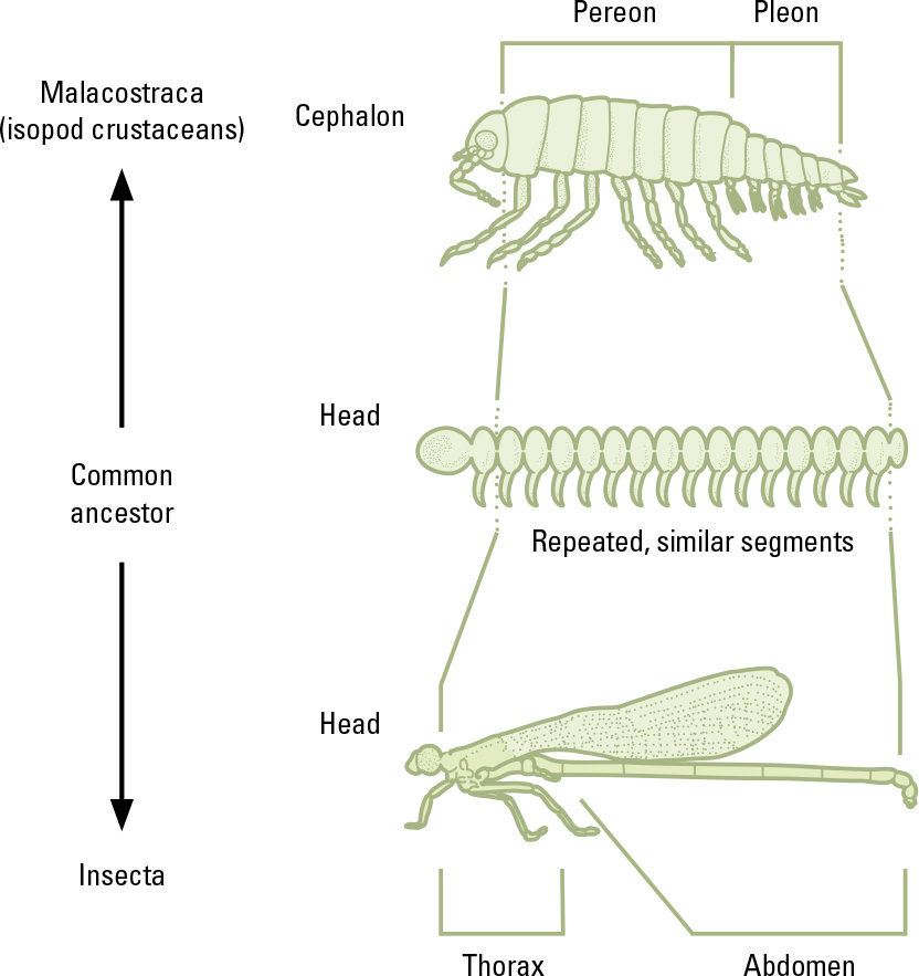 Modern arthropods like crustaceans here an isopod and insects here a - photo 8