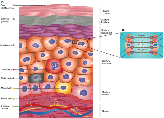 Fig 11 Anatomy of the basement membrane a The five layers of - photo 1