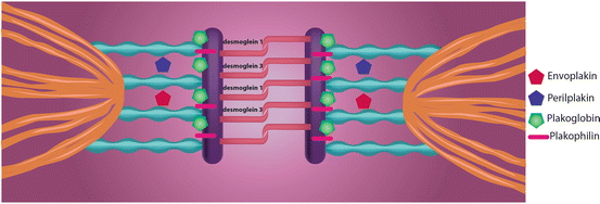 Fig 12 The junction between keratinocytes that is characterized by desmosomes - photo 2