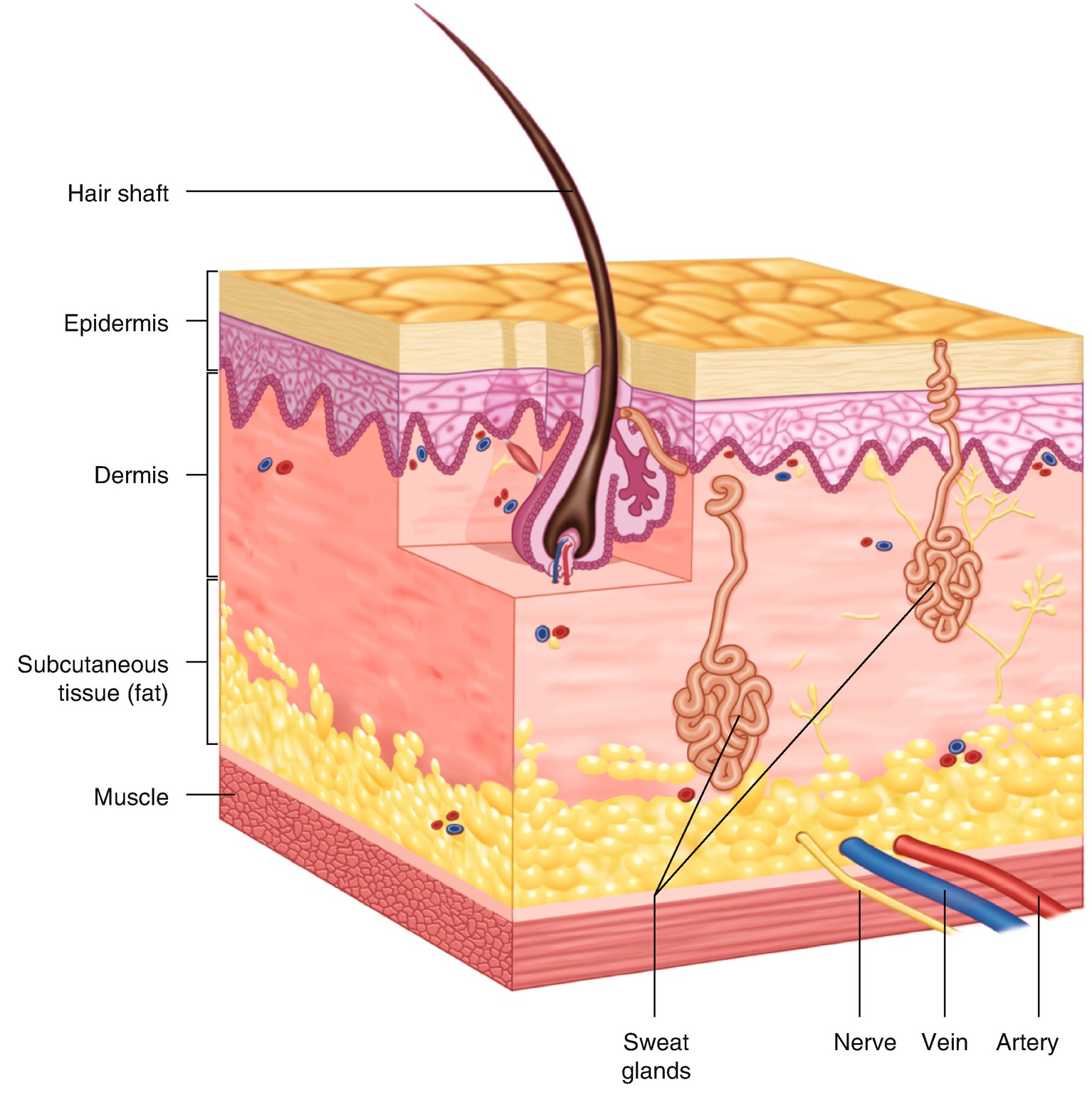 Fig 11 Drawing of the normal anatomy of the skin Fig 12 Normal ultras - photo 3