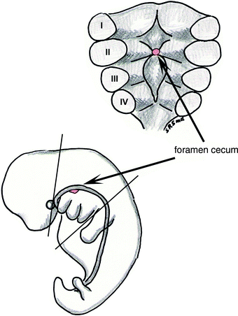 Figure 13 The foramen cecum and branchial arches at 28th day of development - photo 3