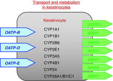 Fig 11 Cytochrome P450 CYP and influx OATP as well as efflux proteins - photo 1