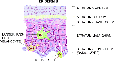 Figure 11 Epidermal layers stratum corneum - anucleated cells stratum - photo 1