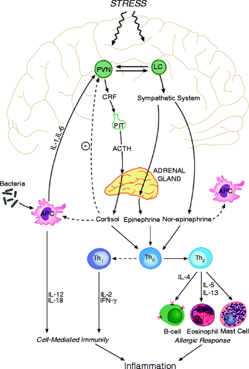 Fig 11 The hypothalamic-pituitary-adrenal HPA axis and immunity The - photo 1