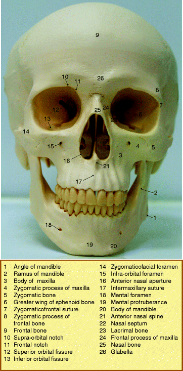 Fig 11 The facial skeleton Fig 12 Convexities of the facial skeleton - photo 1