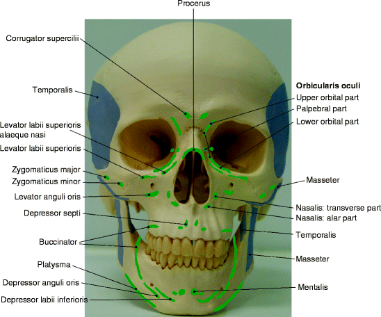 Fig 13 Areas of muscle attachments to the facial skeleton 13 - photo 3