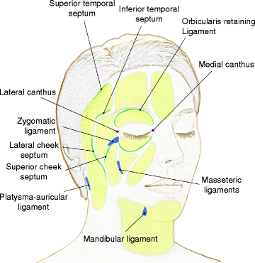 Fig 15 Ligaments and septae between fat compartments of the face The - photo 5