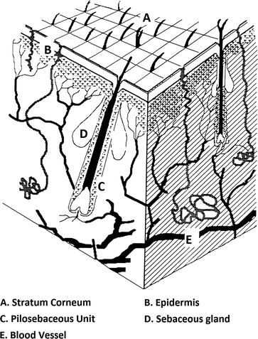 Fig 11 A section of human skin illustrating a hair fiber in its follicle as - photo 1