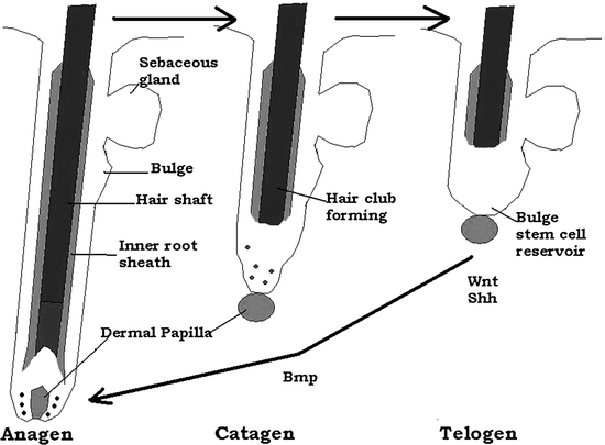 Fig 12 Schematic illustrating the three stages of growth of human hair fibers - photo 2