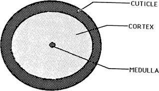 Fig 13 Schematic diagram of a cross section of a human hair fiber These - photo 3