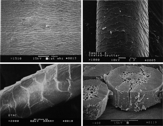 Fig 14 Hair fibers from different mammalian species Upper left is an SEM of - photo 4