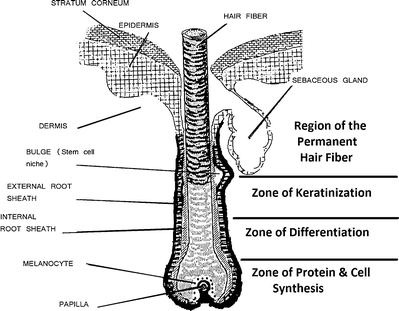 Fig 15 Pilosebaceous unit with a hair fiber in its follicle and the zones of - photo 5