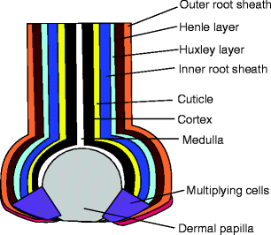 Fig 16 Schematic of an active hair bulb with a hair fiber illustrating the - photo 6