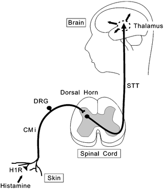 Fig 12 Neural pathway for histamine-induced itch H1R histamine H1 receptor - photo 2