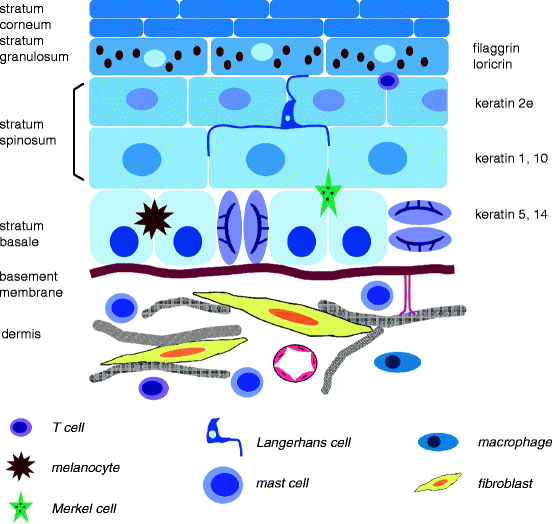 Fig 111 Schematic representation of human skin This simplified model - photo 1