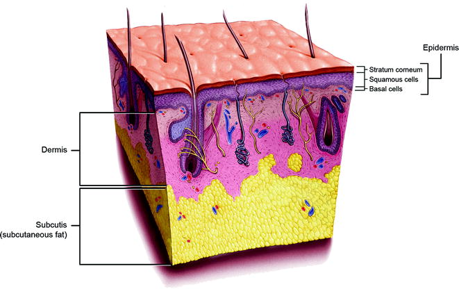 Fig 11 Schematic detailing the multiple layers of the skin There are terms - photo 1