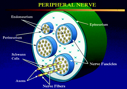 Fig 11 Peripheral nerve nerve fibers are composed of axons surrounding - photo 1