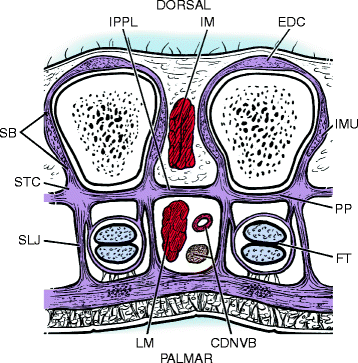 Fig 12 Illustration of the interpalmar plate ligaments septa of Legueu and - photo 2