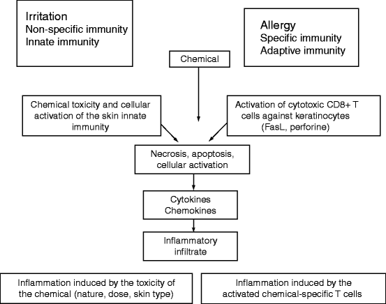 Fig 11 Mechanisms of irritant and allergic contact dermatitis ICD and ACD - photo 1