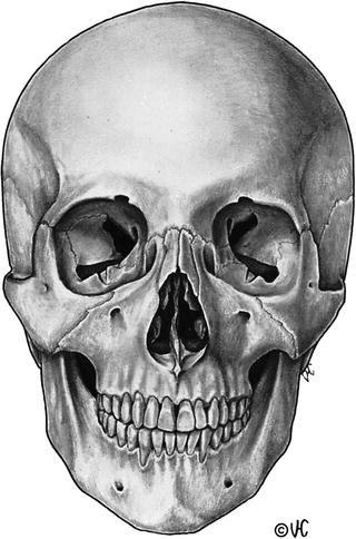 Fig 11 Anteroposterior view of adult skull The adult lateral orbital walls - photo 1