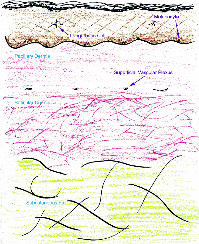 Fig 11 The skin is composed of epidermis brown dermis pink and - photo 1