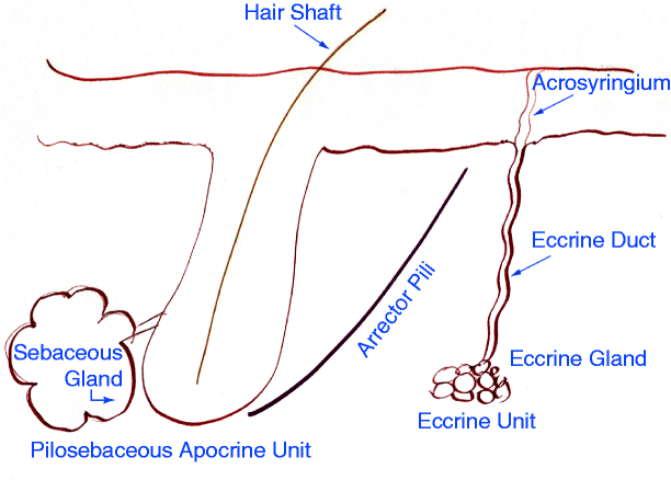 Fig 21 The cutaneous adnexal structures include the pilosebaceous apocrine - photo 2