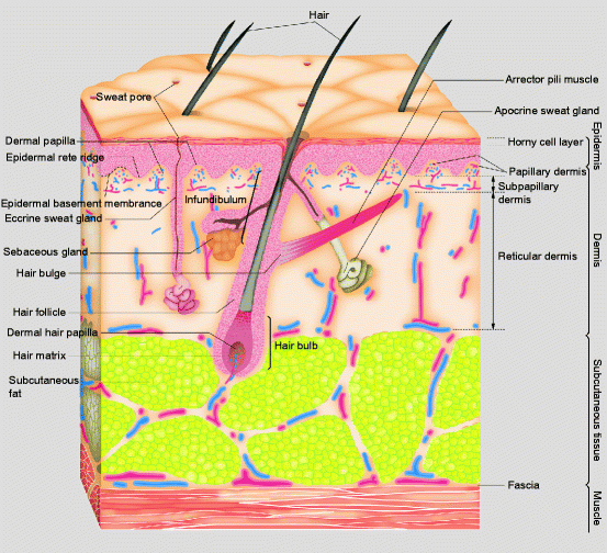 Fig 11 Structure of the skin From Nakagawa The dermalepidermal junction - photo 1