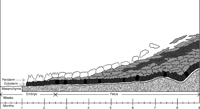 Fig 11 Diagrammatic representation of the development of human skin The - photo 1