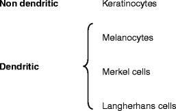 Fig 12 Cellular components of the epidermis The four cellular components - photo 2