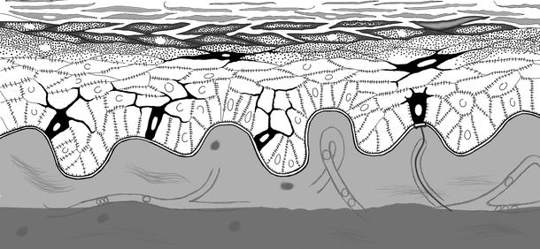 Fig 13 Schematic drawing of a vertical section of the skin under light - photo 3