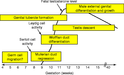 Fig 11 External genitalia differentiationformation is a late developmental - photo 1