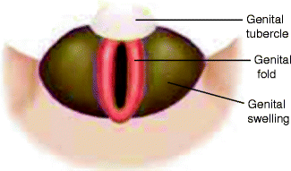 Fig 13 Fetal sex development undifferentiated structures at 7 weeks of - photo 3