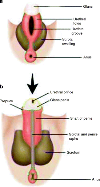 Fig 14 Fetal sex development male external genital structures at 78 weeks a - photo 4