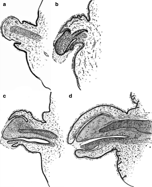 Fig 16 Longitudinal section LS of the penis of a human fetus a with 40 - photo 6