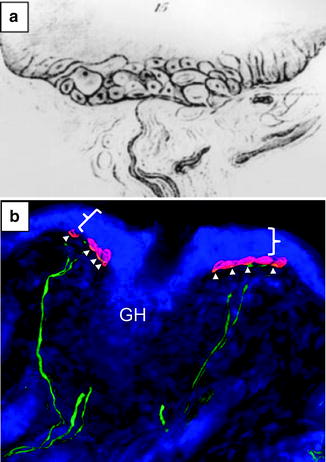 Fig 12 Organization of Merkel cells in the touch dome a One of Merkels - photo 2