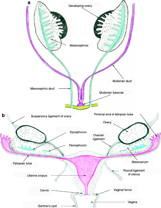 Fig 11 a Mullerian and paramesonephric duct development b The female - photo 1