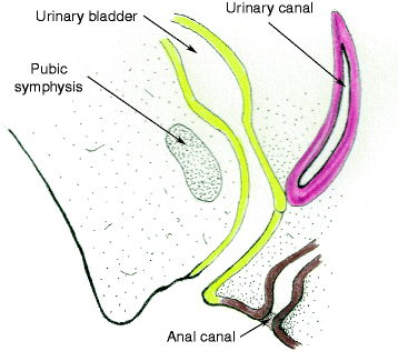 Fig 12 Sagittal section through the developing uterovaginal canal at 9 weeks - photo 2