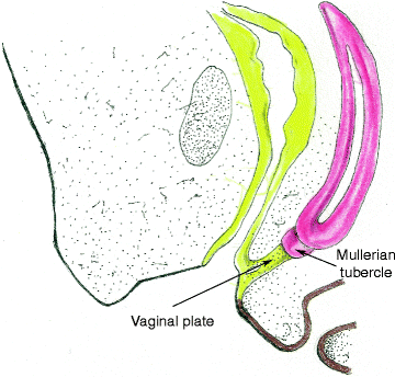 Fig 13 The vagina at the end of the third month Fig 14 The fully - photo 3