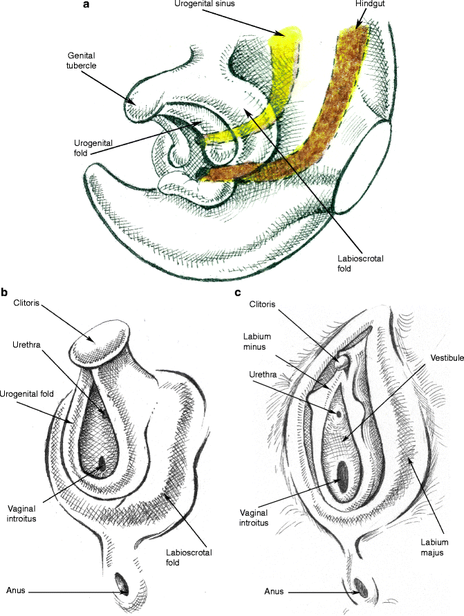 Fig 15 a Development of the external genitalia begins with the appearance - photo 5