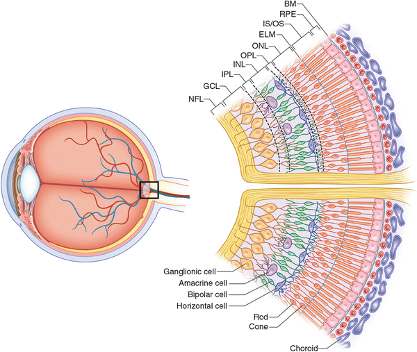 Fig 13 Diagram of the stratified cellular nature of the retina The axons of - photo 7