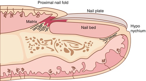 Fig 11 Drawing of the nail apparatus in transverse section showing the four - photo 1