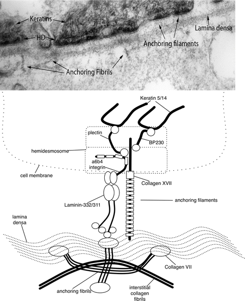 Fig 11 Biochemical composition of dermal-epidermal basement membrane - photo 1