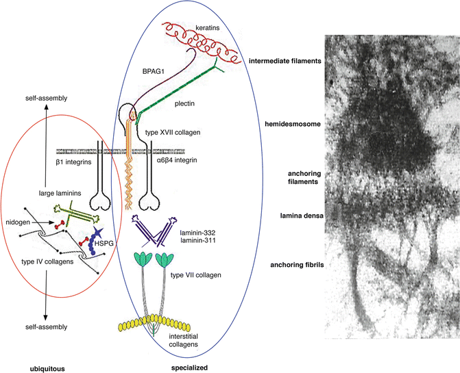 Fig 12 Ubiquitous and specialized components of the dermal-epidermal basement - photo 2