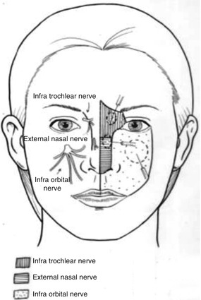 Fig 15 Local anaesthesia for external nose Lips Upper Lip Nerves - photo 5