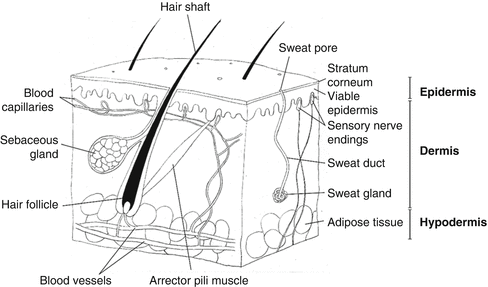 Fig 11 A diagrammatic representation of the structure of human skin in cross - photo 1