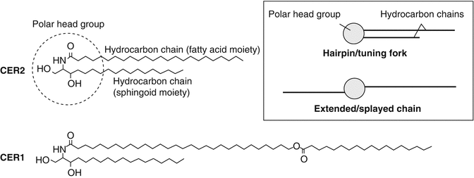 Fig 12 Chemical structures of two stratum corneum ceramides and their - photo 2